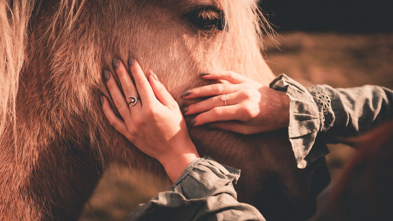 Woman gently comforting a calm horse while building trust