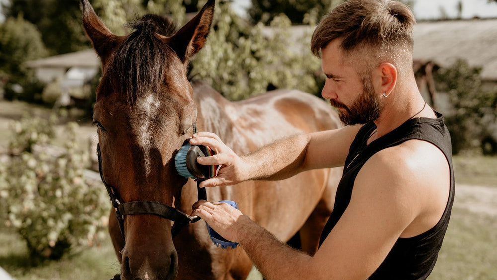Horse owner grooming and inspecting a horse during daily care