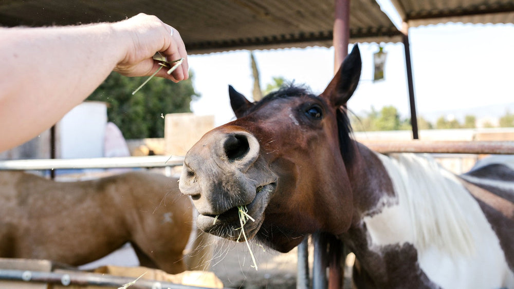Healthy Horse Treat Ingredients: What to Choose and What to Avoid