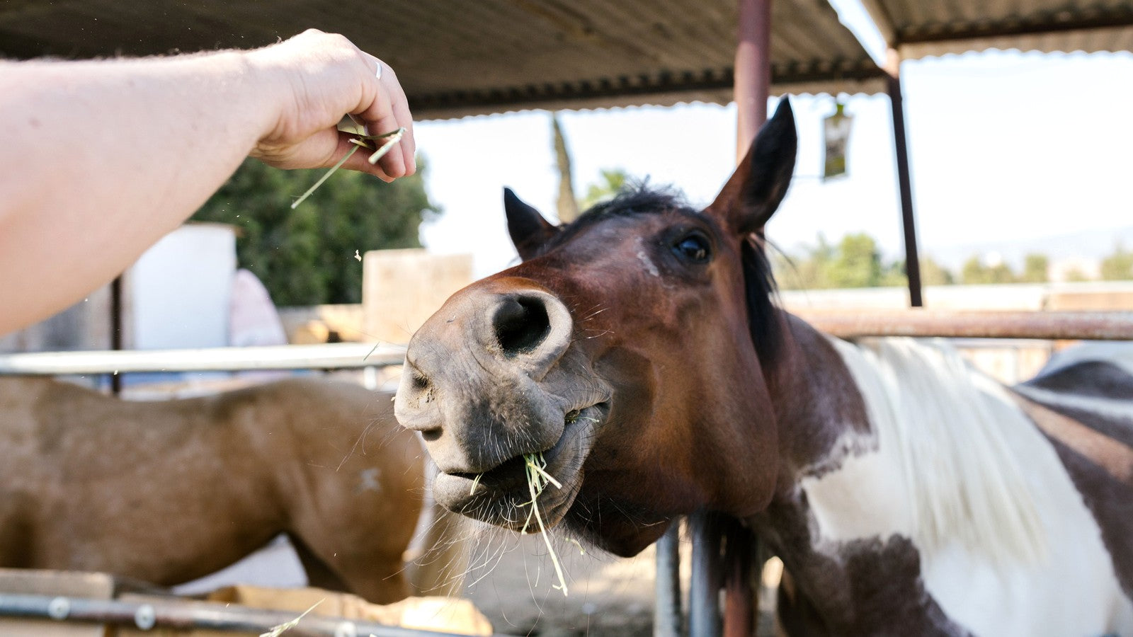 Healthy Horse Treat Ingredients: What to Choose and What to Avoid