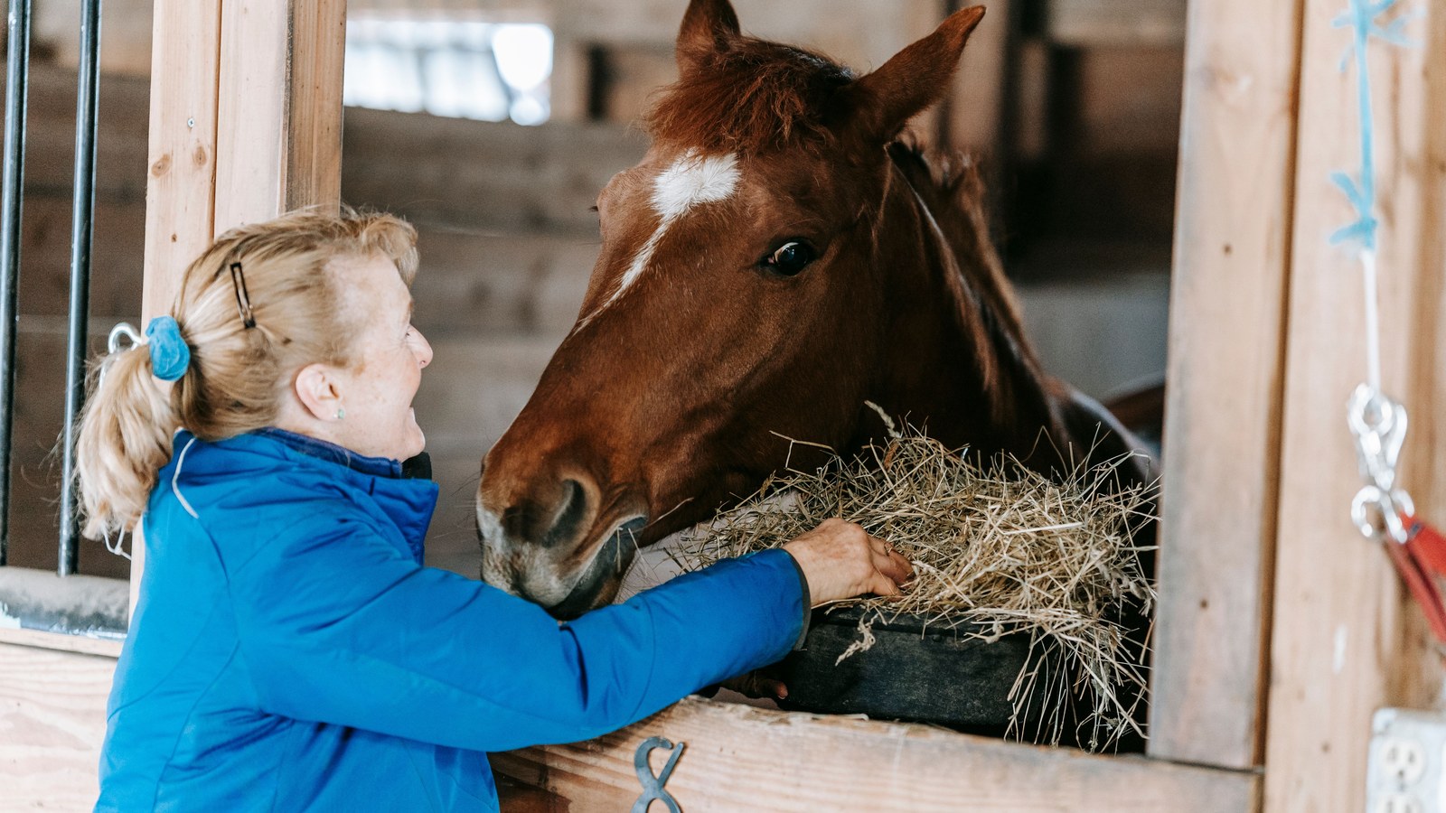 Trainer rewarding a calm horse during treat-based training