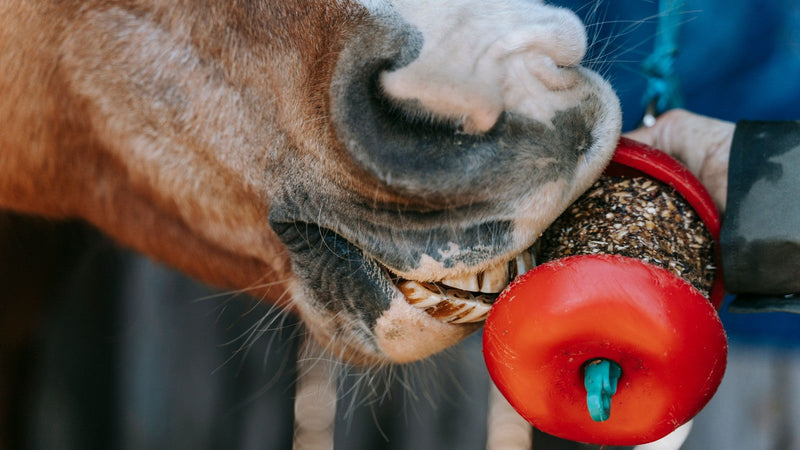 How Many Treats Can a Horse Have? A Practical Reward Guide