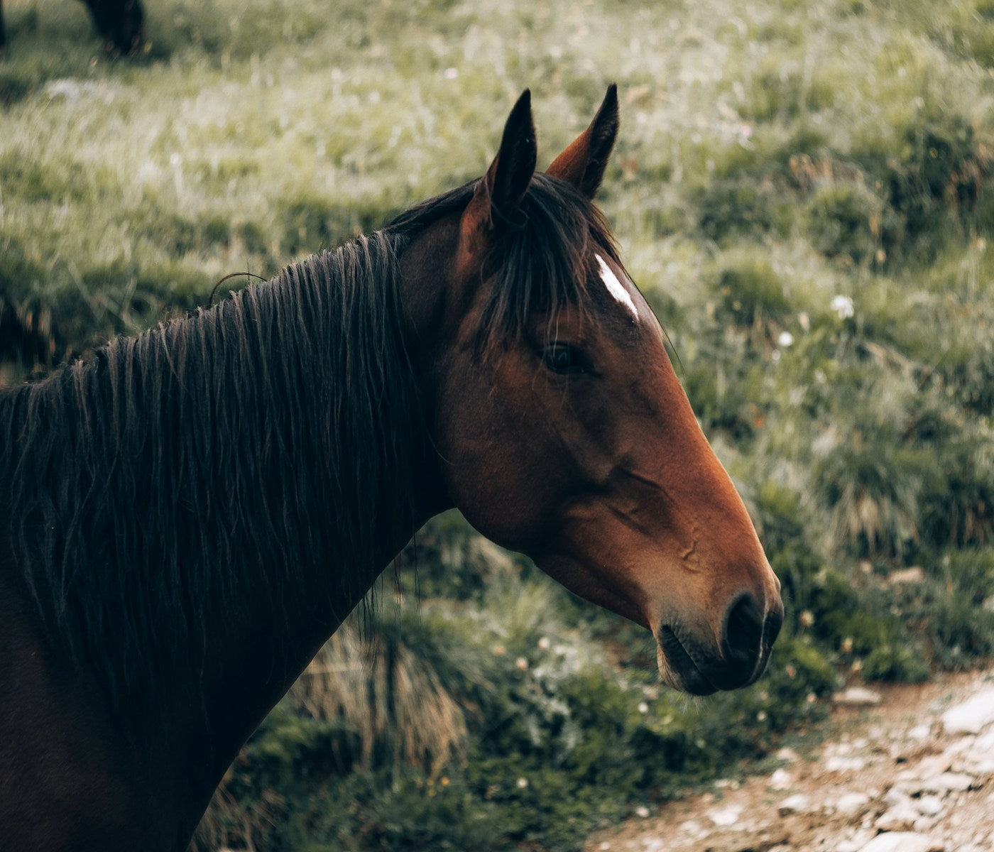 Brown horse standing calmly in a green pasture